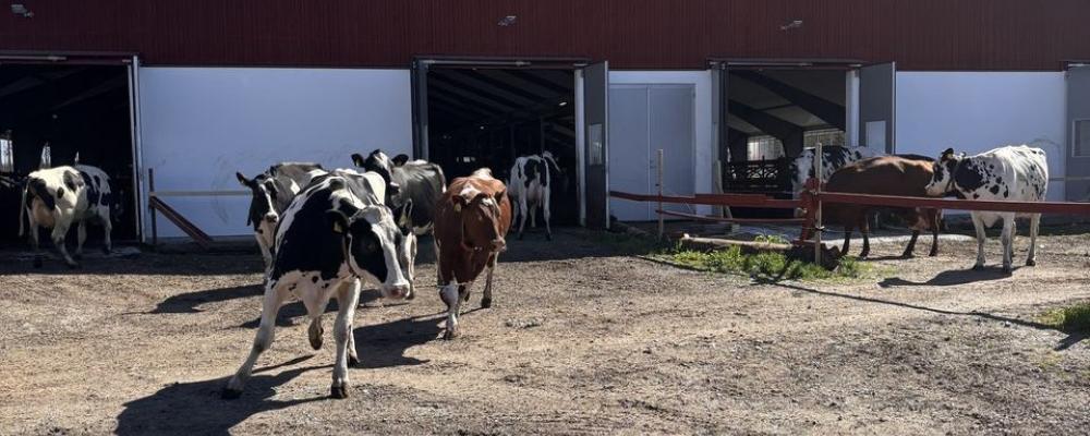 Kornas krumsprång är inte bara ett skådespel som varje år lockar hundratusentals besökare till landets mjölkgårdar. Det är också en påminnelse om de betande djurens viktiga roll för vår biologiska mångfald. Foto: Arla.