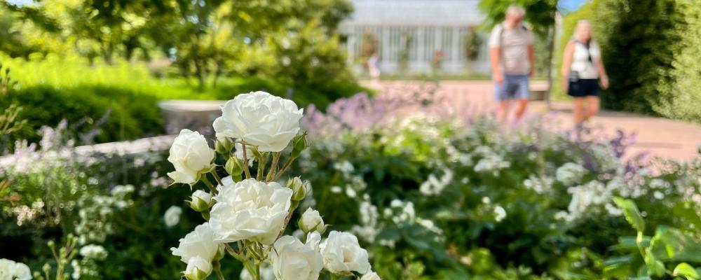 Med sin långa blomningstid, fina höstfärger och stor variation med allt från markkrypande till högt klättrande sorter har rosor fler kvaliteter än många andra växter. Bild: Emmelie Georgii
