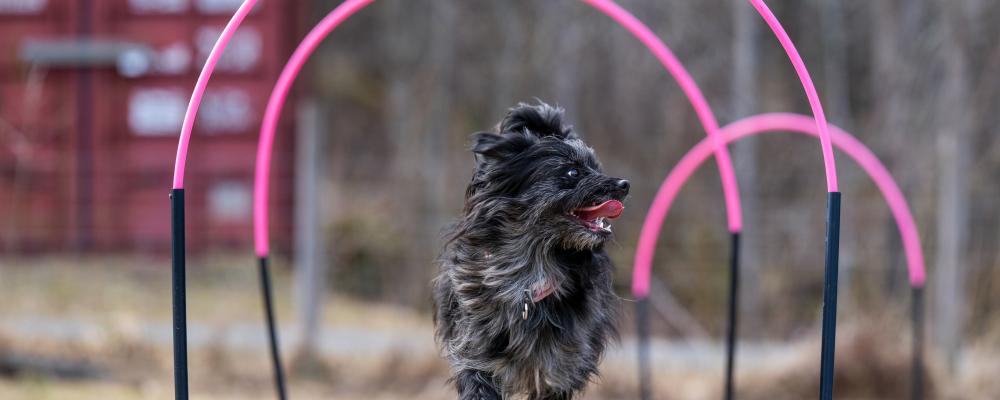Berger des pyrénées-tiken Vynn springer genom bågar, hoops. Foto: SwippE’s Foto - David Ahlin Adamsson.