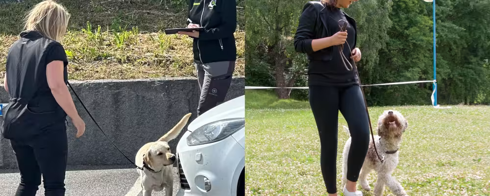 Intresset för att tävla i nosework, rallylydnad och lydnad ökade 2025. Foto: Ewa Arve och Måns Engelbrektsson.