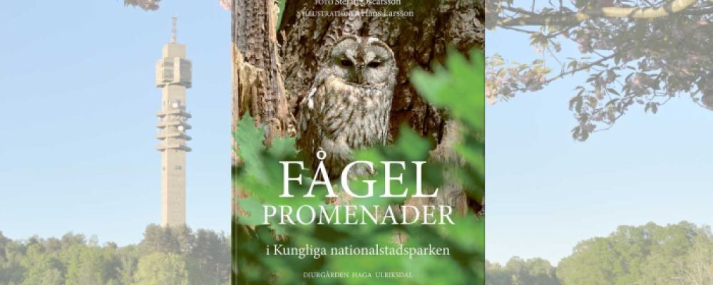 Fågelpromenader i Kungliga nationalstadsparken är en ny vandringsguide längs olika rutter i natur, kultur och historisk miljö. Foto: Votum Media