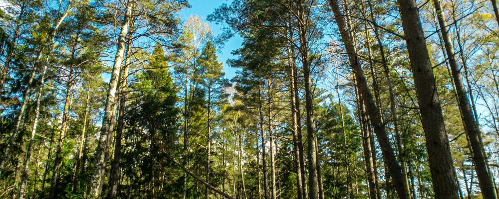 Haninge. Foto: Jocke Wulcan/Unsplash