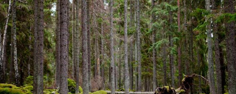 Naturmarken motsvarar till ytan 125 fotbollsplaner och det förvärvade området kommer att ingå i ett större sammanhängande grönområde för friluftsliv. Foto: Sigtuna kommun