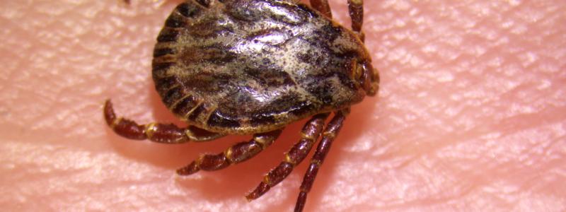 Fästing Dermacentor Marginatus. Bild: Anton de Jong och Giulio Grandi/SVA