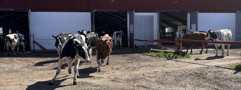Kornas krumsprång är inte bara ett skådespel som varje år lockar hundratusentals besökare till landets mjölkgårdar. Det är också en påminnelse om de betande djurens viktiga roll för vår biologiska mångfald. Foto: Arla.
