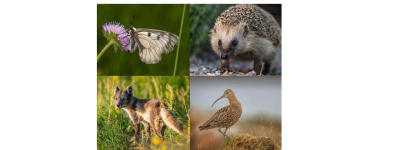 Från vänster mnemosynefjärilen, igelkotten. Längst ner till vänster fjällräven och storspoven. Dessa fyra är några av de arter som WWF och Nordens ark ska hjälpa till att rädda, med stöd av Postkodlotteriet. Foto: Ola Jennersten WWF, förutom storspoven som fotats av Andrew Parkinson.