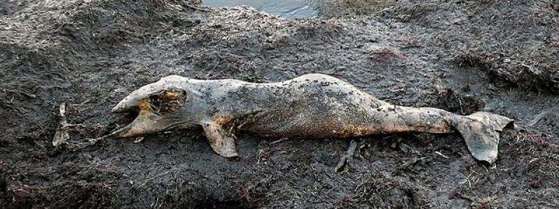 Ett kadaver efter en ung Tumlare, 97 cm lång, ca 5 kg tung. Ystads Saltsjöbad 19 aug 2020. Foto: Wikimedia Commons/Foto: Jonn Leffmann