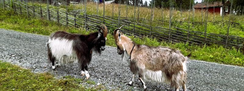 Två getter vid Grejsans fäbod som ligger i Enviken, Falu kommun. Foto: Sarah Lagerberg