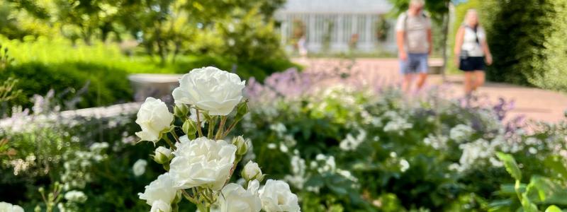 Med sin långa blomningstid, fina höstfärger och stor variation med allt från markkrypande till högt klättrande sorter har rosor fler kvaliteter än många andra växter. Bild: Emmelie Georgii