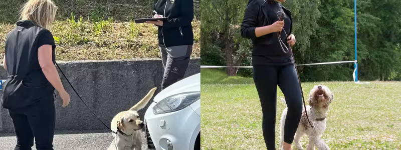 Intresset för att tävla i nosework, rallylydnad och lydnad ökade 2025. Foto: Ewa Arve och Måns Engelbrektsson.