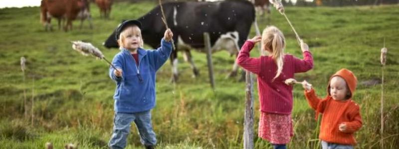 Genrebild, barn vid kohage. Foto: Scandinav