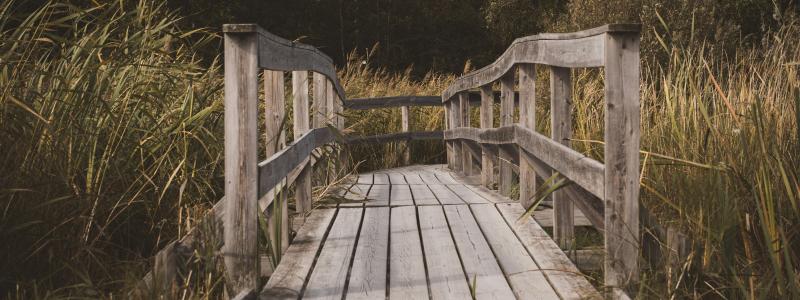 Mariebergsskogen i Karlstads stadspark. Foto: Lukas Stoermer/Unsplash