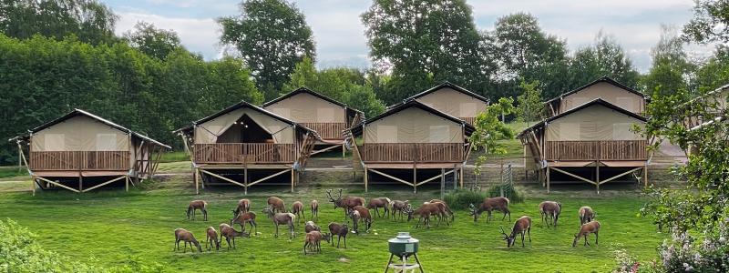 Wild Lodge med kronhjortar. Foto: Skånes djurpark