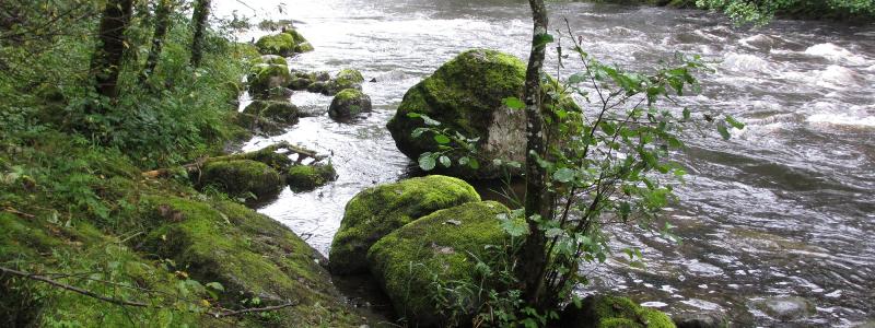 Örekilsälven. Foto: Länsstyrelsen i Västra Götaland