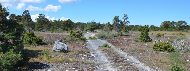 Bästeträsk. Fotograf: Magnus Martinsson, länsstyrelsen Gotland