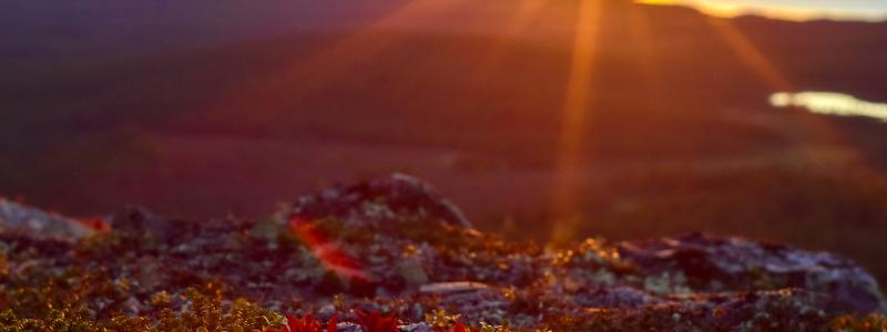 Foto: Niklas Jonasson/Unsplash