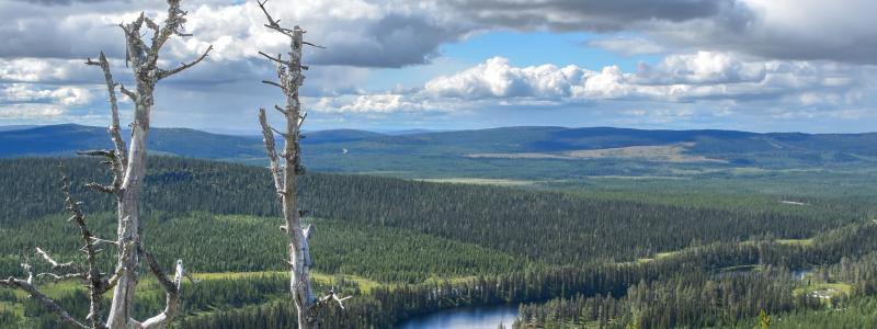 Foto: Niklas Jonasson/Unsplash