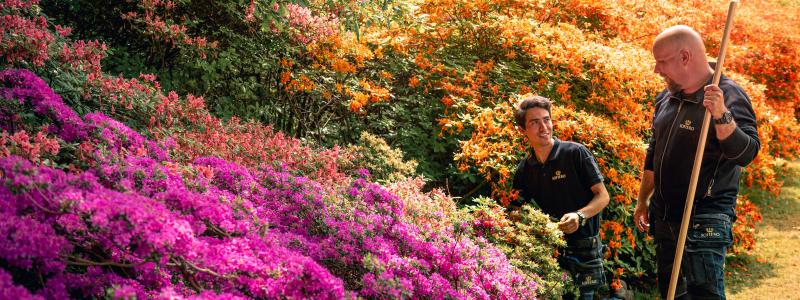 Sofiero Rhododendronblomning. Foto: Sofiero