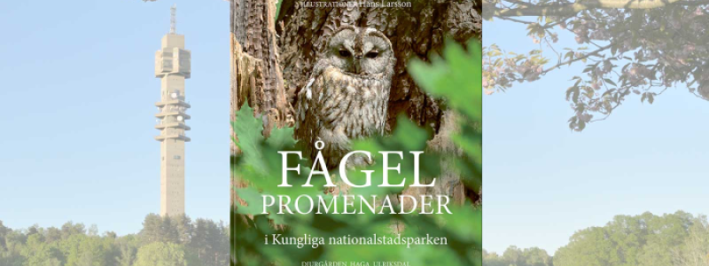 Fågelpromenader i Kungliga nationalstadsparken är en ny vandringsguide längs olika rutter i natur, kultur och historisk miljö. Foto: Votum Media