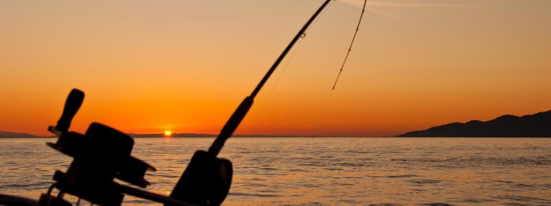 Begränsat fritidsfiske efter pigghaj möjligt Foto:  james wheeler/unsplash