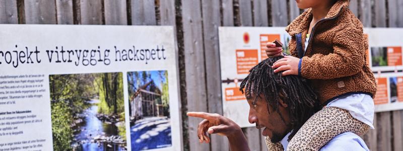 Framgångsrikt samarbete mellan Järvzoo, Naturskyddsföreningen och Sveaskog