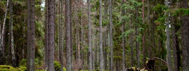 Naturmarken motsvarar till ytan 125 fotbollsplaner och det förvärvade området kommer att ingå i ett större sammanhängande grönområde för friluftsliv. Foto: Sigtuna kommun