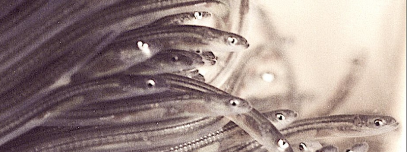 Foto: Wikimedia