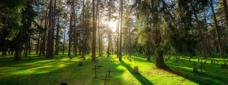 Tallarna har gett Skogskyrkogården dess namn. Foto: Alexander Assal.