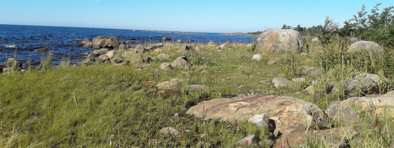 Naturlig strand vid Kont. Foto: Umeå kommun