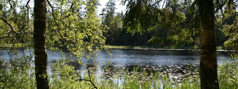 Badställen, fiskevatten och fågeltorn finns nära Vänersborgs stadskärnan. Foto: Vänersborgs kommun