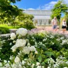 Med sin långa blomningstid, fina höstfärger och stor variation med allt från markkrypande till högt klättrande sorter har rosor fler kvaliteter än många andra växter. Bild: Emmelie Georgii