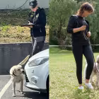 Intresset för att tävla i nosework, rallylydnad och lydnad ökade 2025. Foto: Ewa Arve och Måns Engelbrektsson.