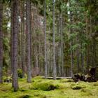 Naturmarken motsvarar till ytan 125 fotbollsplaner och det förvärvade området kommer att ingå i ett större sammanhängande grönområde för friluftsliv. Foto: Sigtuna kommun