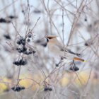 Sidensvans. Foto: Votum Media