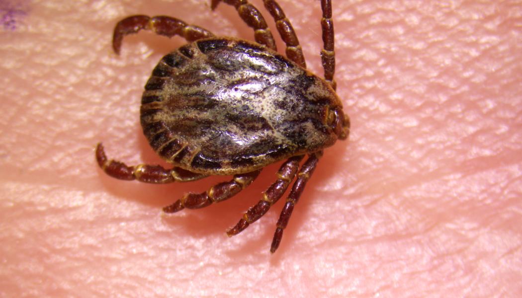 Fästing Dermacentor Marginatus. Bild: Anton de Jong och Giulio Grandi/SVA