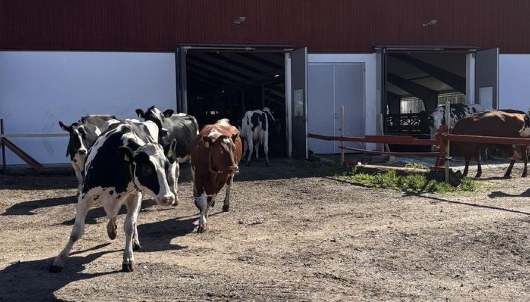 Kornas krumsprång är inte bara ett skådespel som varje år lockar hundratusentals besökare till landets mjölkgårdar. Det är också en påminnelse om de betande djurens viktiga roll för vår biologiska mångfald. Foto: Arla.