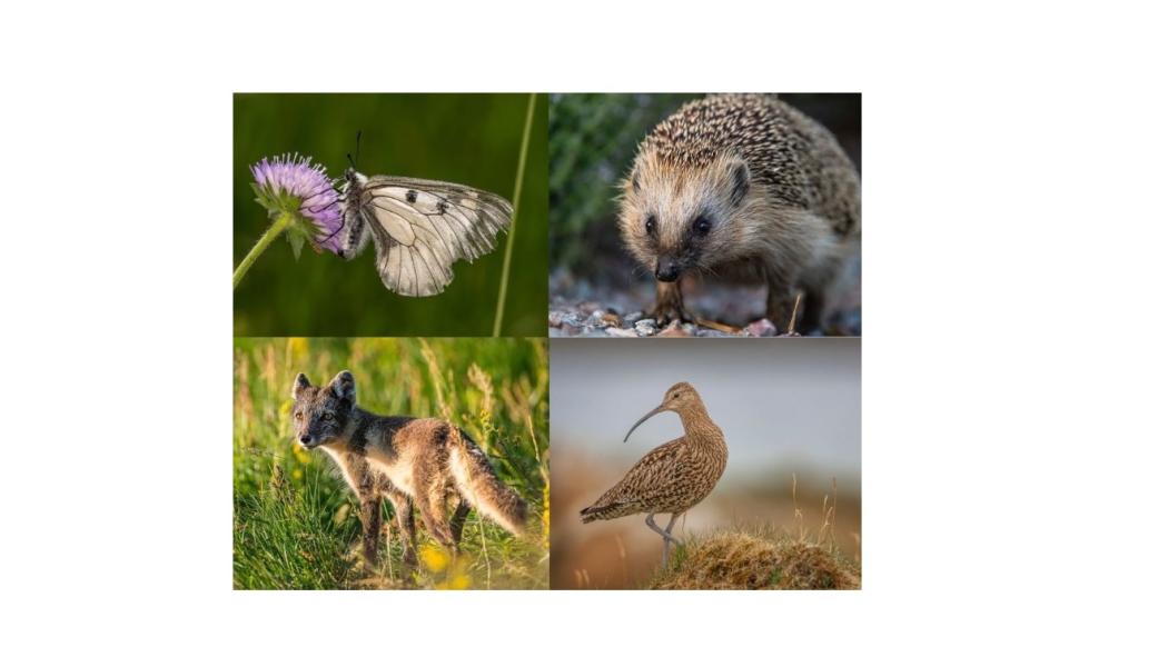 Från vänster mnemosynefjärilen, igelkotten. Längst ner till vänster fjällräven och storspoven. Dessa fyra är några av de arter som WWF och Nordens ark ska hjälpa till att rädda, med stöd av Postkodlotteriet. Foto: Ola Jennersten WWF, förutom storspoven som fotats av Andrew Parkinson.
