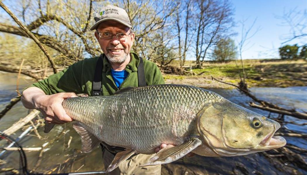 Fiskebiolog Johan Persson med en femkilosasp i Örsundaån i Enköping. Foto: Ola Jennersten