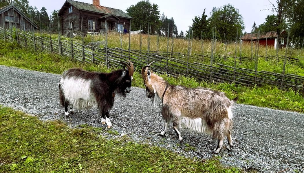 Två getter vid Grejsans fäbod som ligger i Enviken, Falu kommun. Foto: Sarah Lagerberg