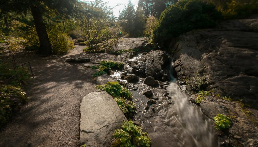 Göteborgs botaniska trädgård Foto: alexander buhaj/unsplash