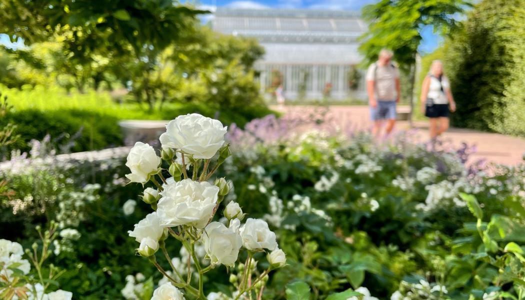 Med sin långa blomningstid, fina höstfärger och stor variation med allt från markkrypande till högt klättrande sorter har rosor fler kvaliteter än många andra växter. Bild: Emmelie Georgii
