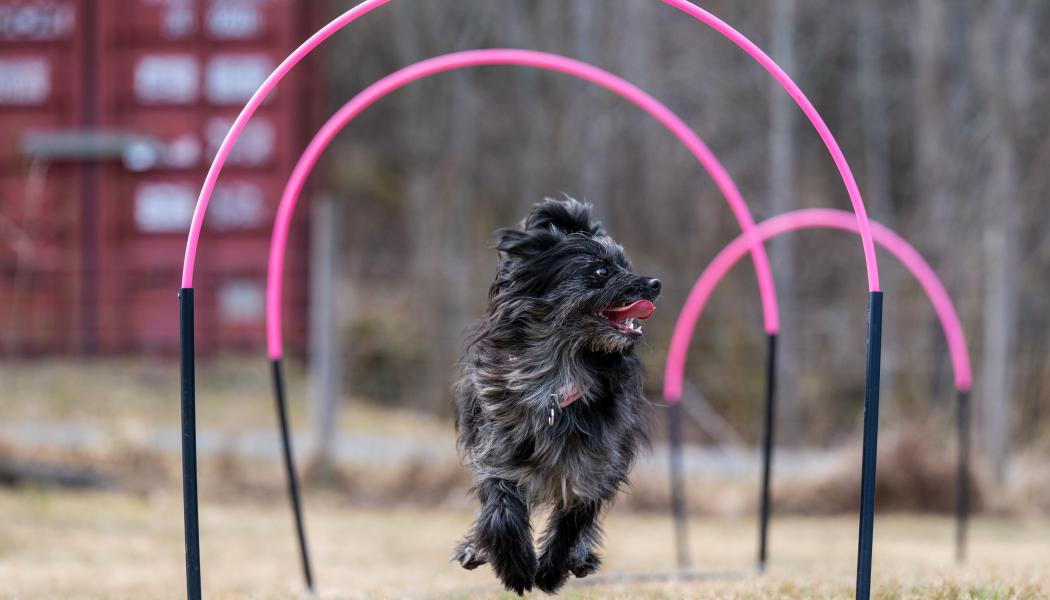 Berger des pyrénées-tiken Vynn springer genom bågar, hoops. Foto: SwippE’s Foto - David Ahlin Adamsson.