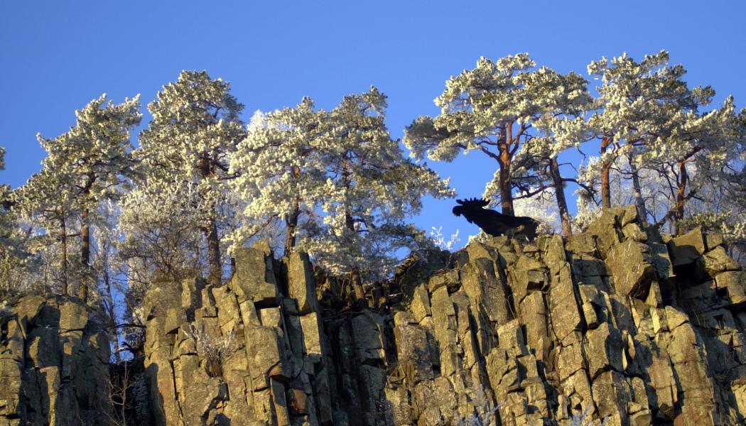Rasbranten vid Halleberg med älg Jerry Lövberg Vänersborgs kommun. Foto; Vänersborgs kommun

