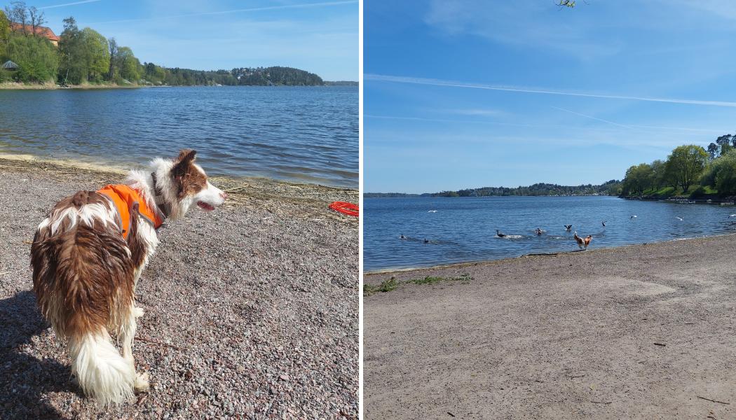 Jenny håller koll på gässen i Sollentuna Foto: Sollentuna kommun
