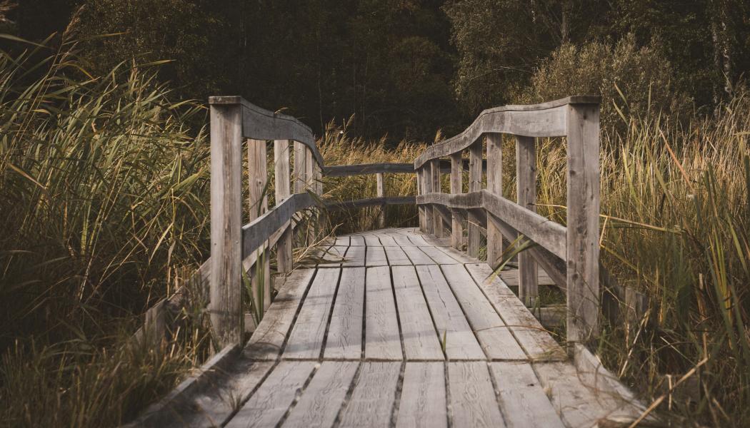Mariebergsskogen i Karlstads stadspark. Foto: Lukas Stoermer/Unsplash