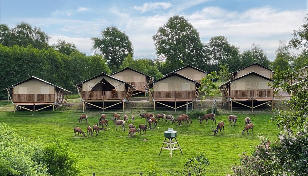 Wild Lodge med kronhjortar. Foto: Skånes djurpark