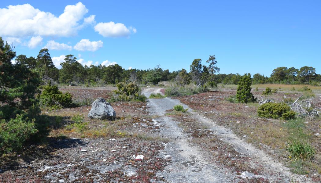 Bästeträsk. Fotograf: Magnus Martinsson, länsstyrelsen Gotland