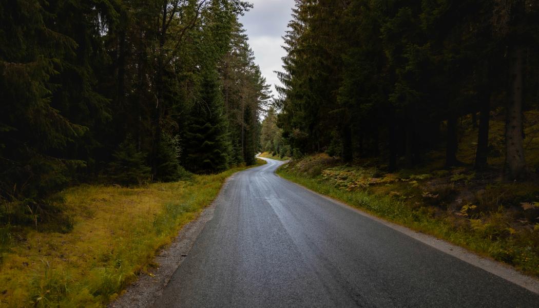 Tyresta nationalpark och naturreservat, Vendelsö. Foto: Simon N/Unsplash