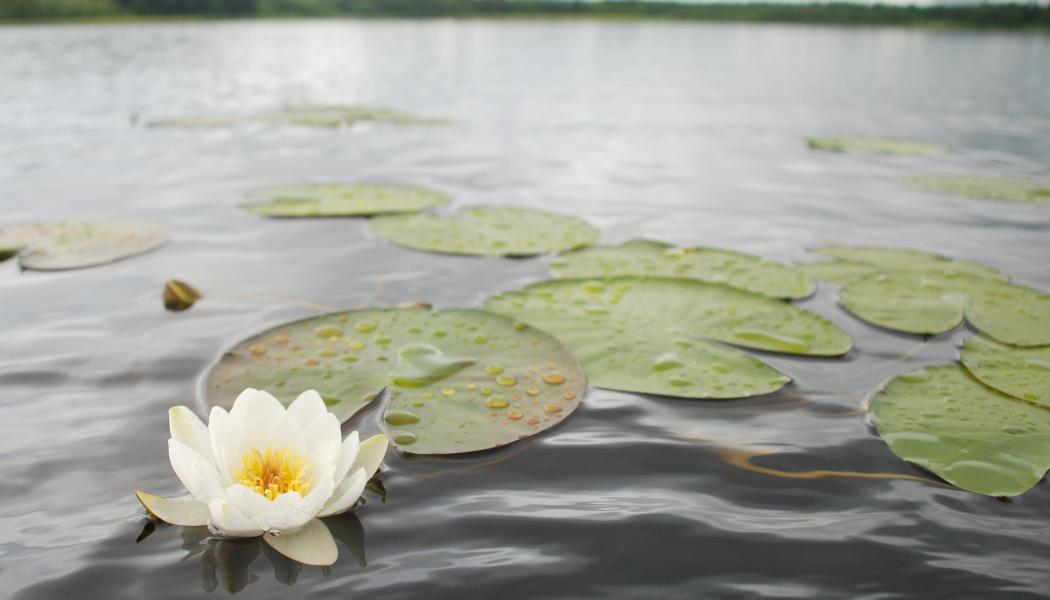 Foto: Niklas Jonasson/Unsplash