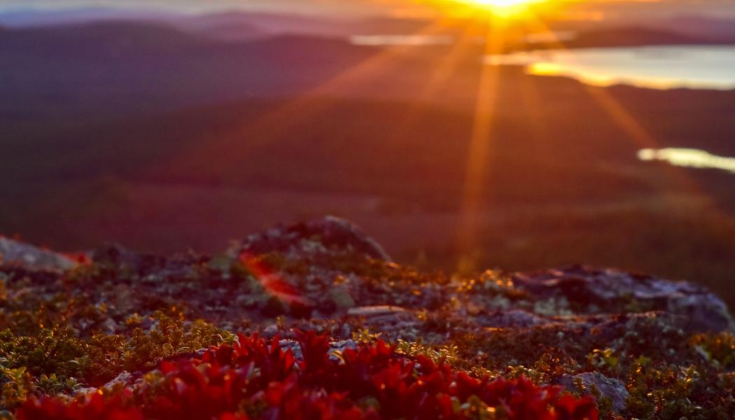 Foto: Niklas Jonasson/Unsplash